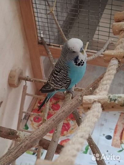 Выставочный волнистый попугай