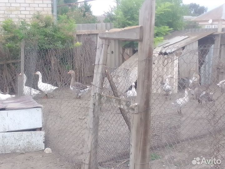 Продам гусят