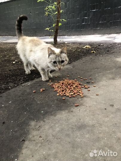 Выкинули кошку