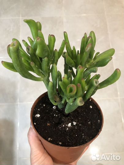 Крассула хоббит