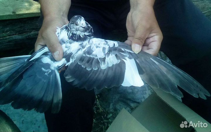 Продажа голубей