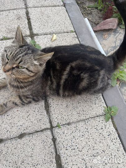 Кошка в дар бесплатно
