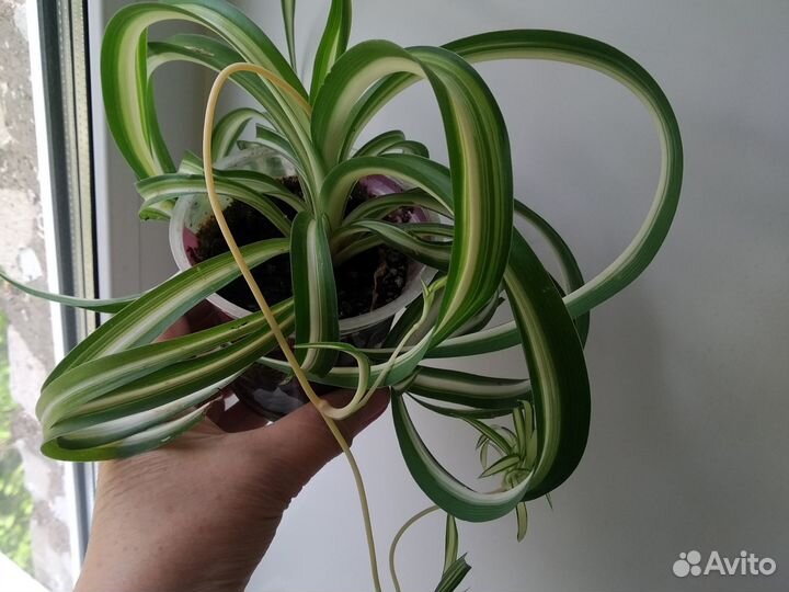 Хлорофитум