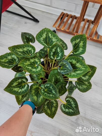 Цикламен персидский розовая пантера