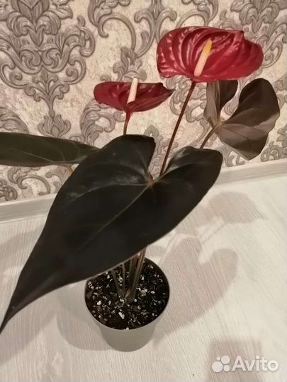 Антуриум 