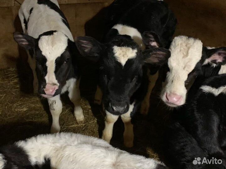 Телята, Бычки и телки