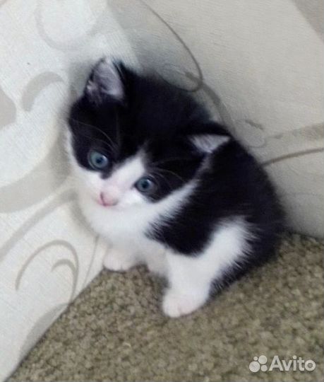 Котята, бесплатно