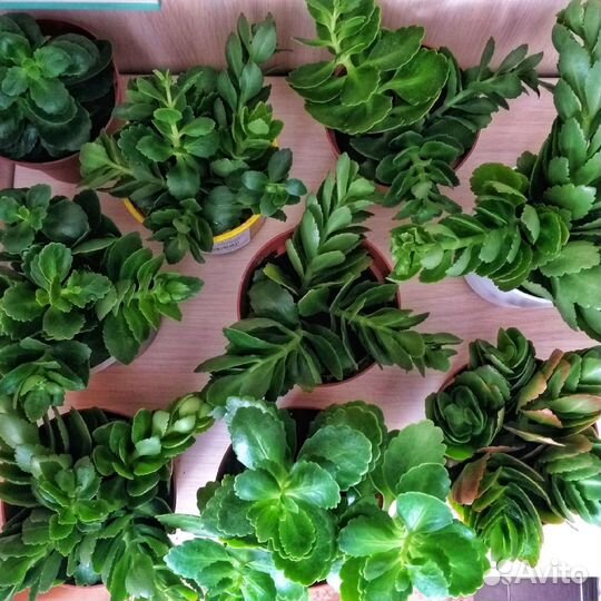 Каланхоэ комнатные цветы