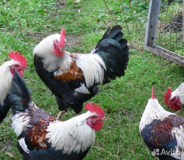 Молодые петухи