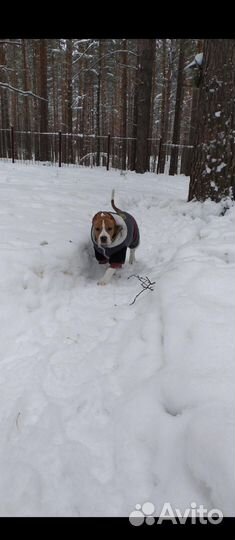 Зимний комбинезон для собаки