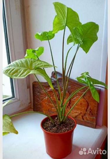 Комнатные растения