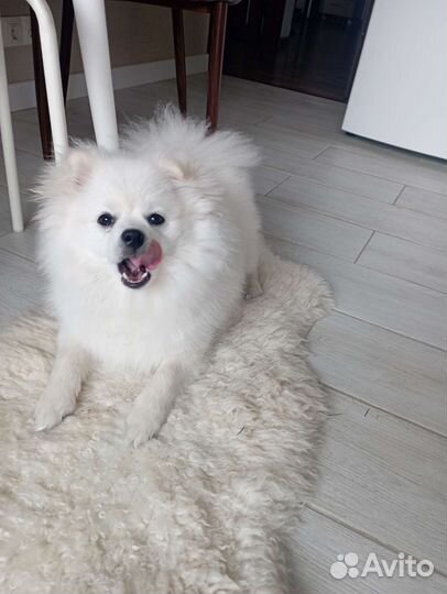 Померанский шпиц,ищет подружку