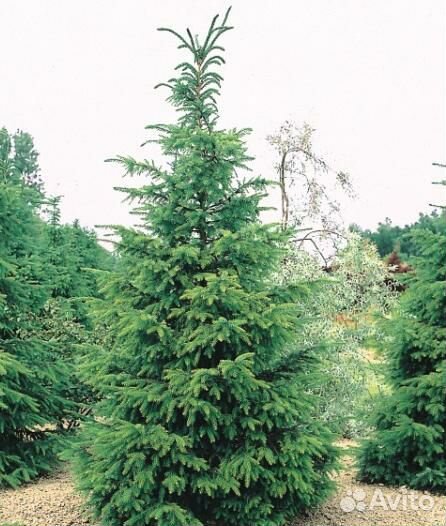 Ель для участка 2,50 м - 4,60 м