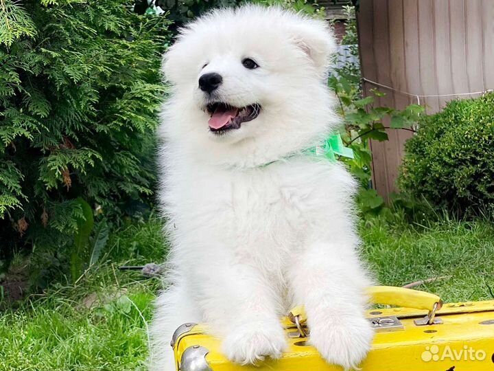 Щенки самоеда