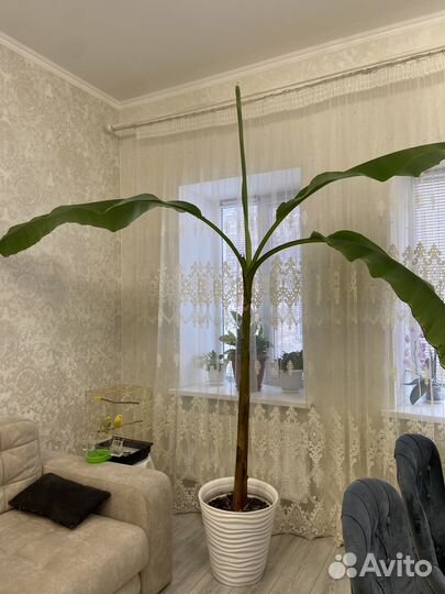 Банановая пальма