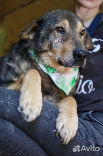 Подари дом брошенной собаке