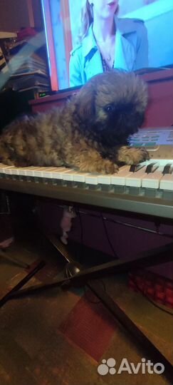 Курносые любнуши