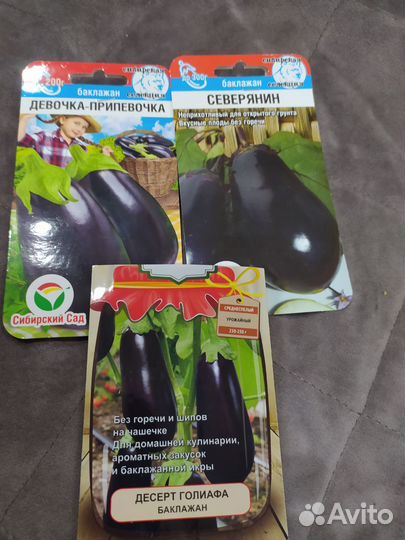 Рассада баклажан