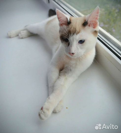 Котенок мальчик