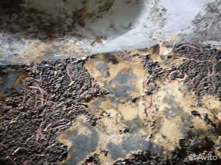 Калифорнийские черви для рыбалки