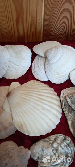 Ракушки камни мор.звезда японское море