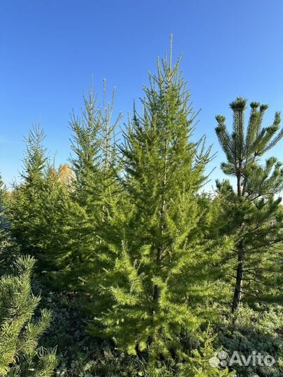 Лиственница