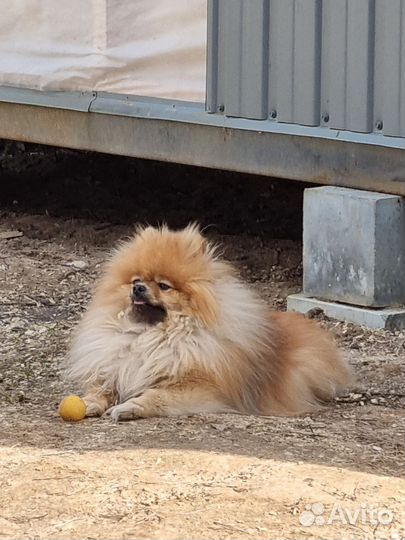 Померанский шпиц вязка