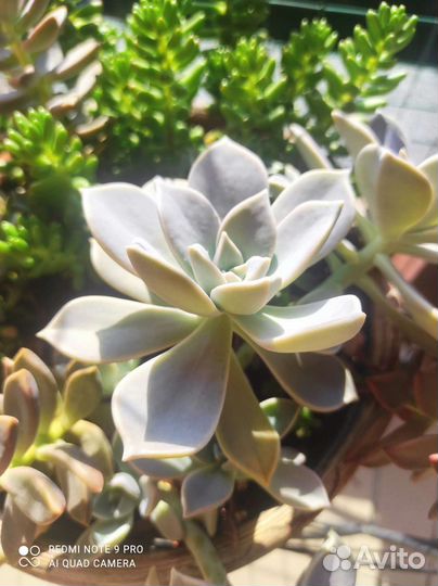 Излишки суккулентов