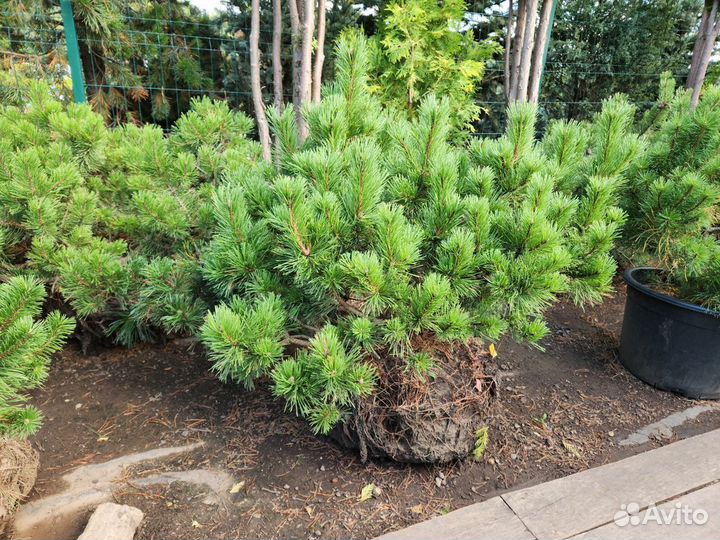 Сосна горная