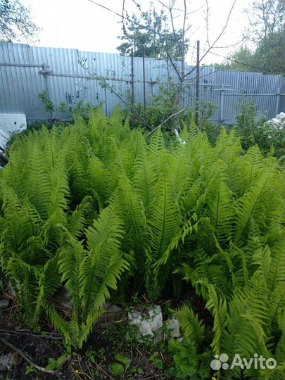 Папоротник декоративный
