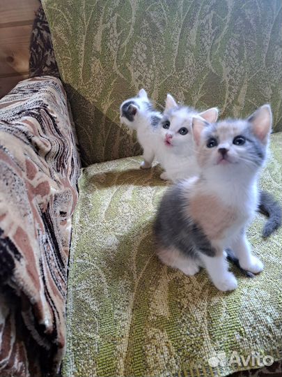 Котята- Турецкая ангора