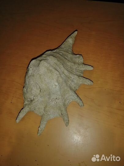 Ракушка морская большая