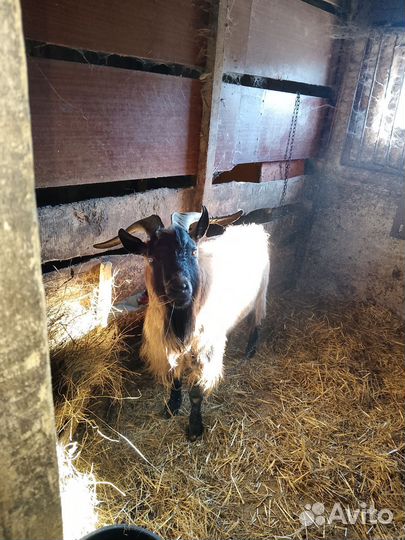 Продам козла на племя