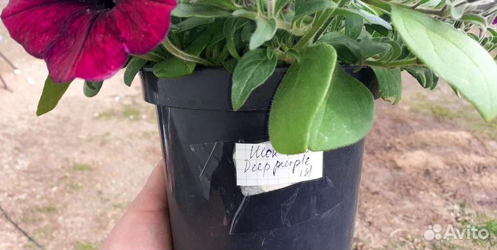 Петуния ампельная в горшке