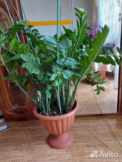 Замиокулькас