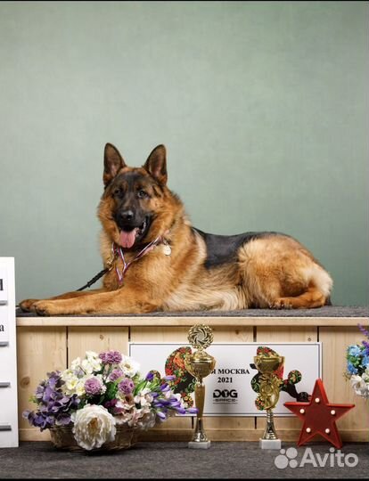 Вязка немецкая овчарка