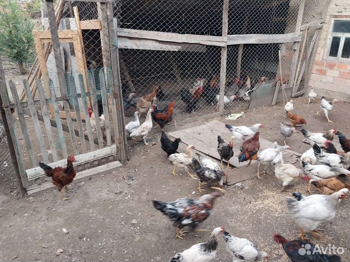 Куры домашние