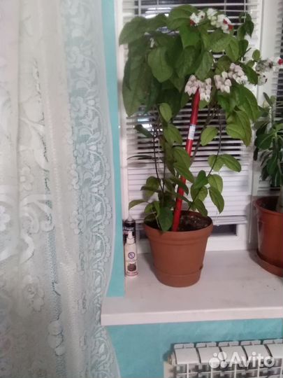 Клеродендрум томсона