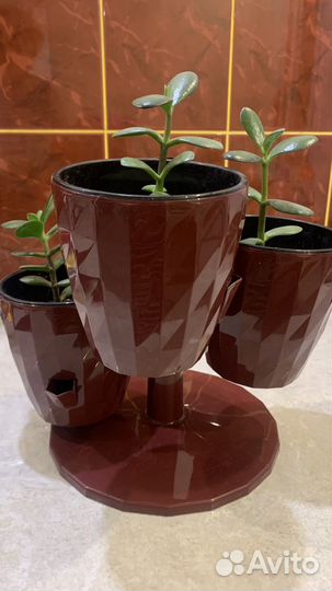 Кашпо и три дерева счастья