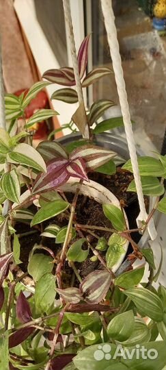 Традисканция