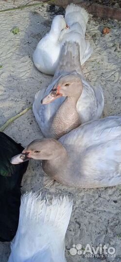 Индоутки немецких тяжёлых линий