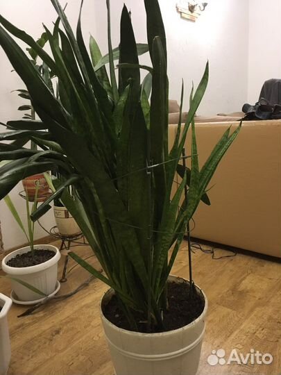 Сансевиерия комнатная