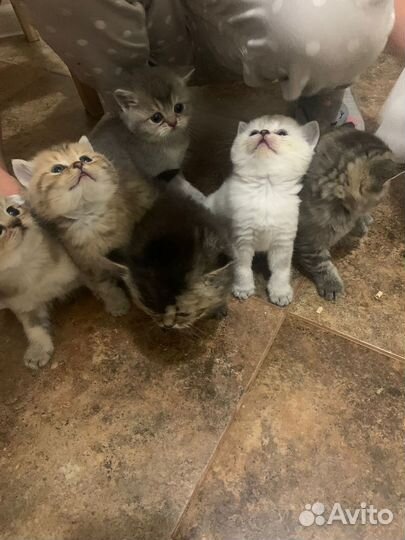 Шотландские прямоухие котята