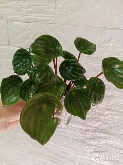 Пеперомия арбузная