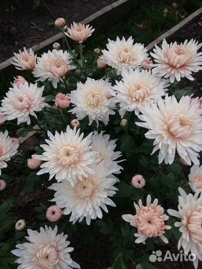 Хризантемы сортовые