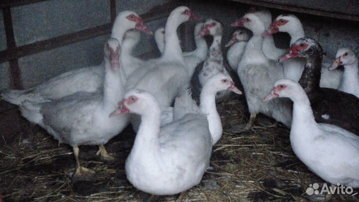 Мускусные утки шипуны красивые