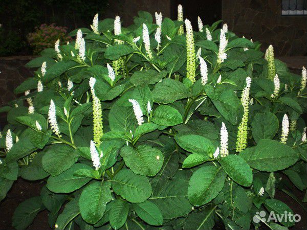 Лаконос Американский.Фитолакка.Семена.Многолетники