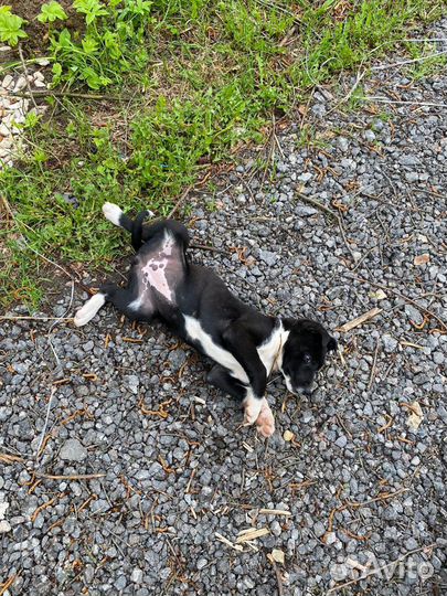 Щенок в добрые руки