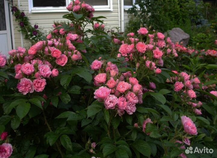 Саженцы роз Гротендорст