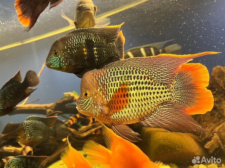 Рыбки цихлиды